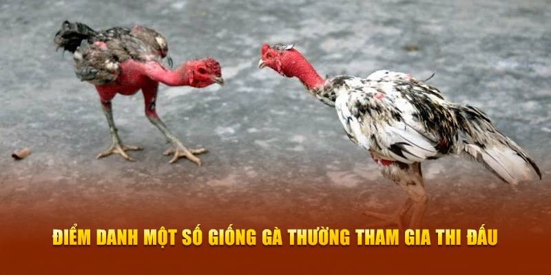 Điểm danh một số giống gà thường tham gia thi đấu