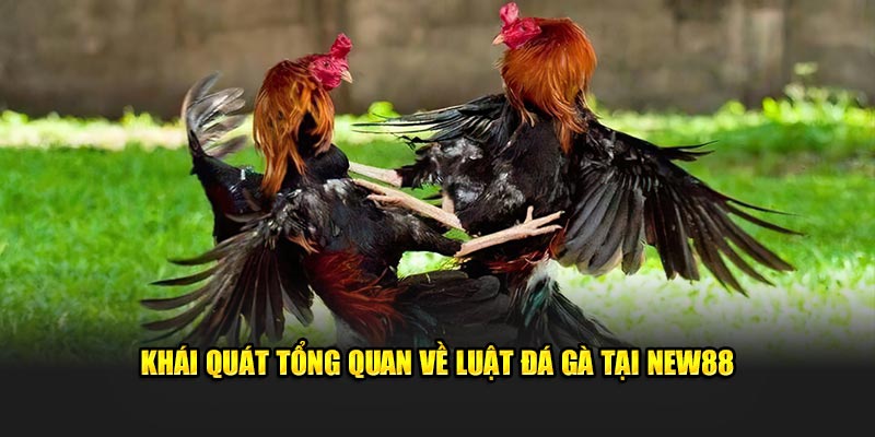 Khái quát tổng quan về luật đá gà tại New88